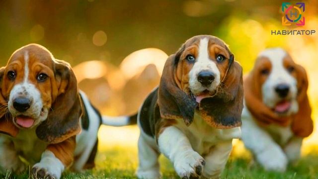 Шесть(6) доступных и прибыльных бизнес идей для пенсионеров смотреть онлайн