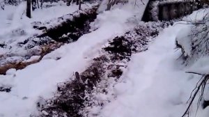 ТТ-4 в действии Работа на заготовке леса