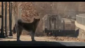 Собака - лучший друг человека(Ролик о Хатико)