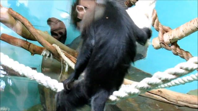 Яванские лангуры и малыш . 15.12.18 г. смотреть онлайн