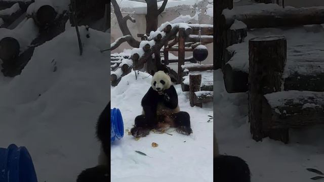 Панды Московского зоопарка проводят тренинг по питанию. Из серии "Фото-факт"