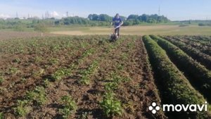 Прополка картошкі мотоблоком-фрезами WEIMA(Вейма) 1050
