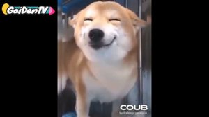 Собака съела товар!