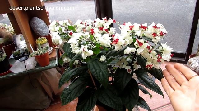 Clerodendrum thomsoniae plant in beautiful bloom смотреть онлайн