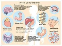 Обновления  клетки в организме.