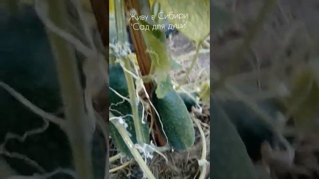 Огурцы для Сибири?