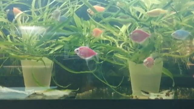 #Новые#Рыбки#Склярий#На разводне#Аквариумистика#Аквариум