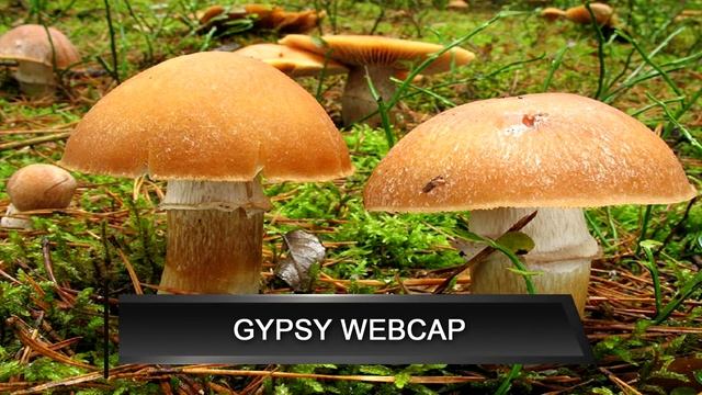 КАК НАШИ ГРИБЫ НАЗЫВАЮТ ЗА РУБЕЖОМ | ЭКСКЛЮЗИВ | Часть 2 смотреть онлайн