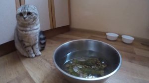 ШОТЛАНДСКАЯ ВИСЛОУХАЯ КОШКА И РАКИ! Реакция Кошки Хлои на Раков 😻 Милая Кошка Скоттиш Фолд КОТЫ