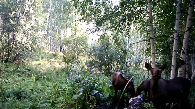 семейство лосей. Август 2017 смотреть онлайн