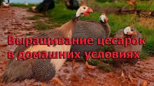 Выращивание цесарок в домашних условиях