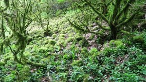 Ущелье Черниговка в Сухуме/Отзыв на термальный источник Кынды/Абхазия 2019