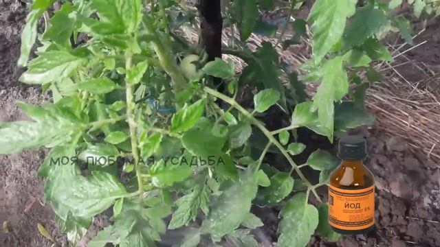Томаты в Июле кормлю Этим. Урожай бесподобный