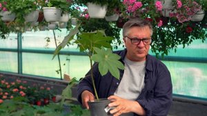 Клещевина. Растение-богатырь., с неоднозначной репутацией...