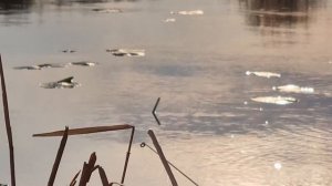 Самый крупный карась !!