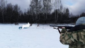 ОХОТА НА ЗАЙЦА ПО ПЕРВОМУ СНЕГУ. ВЫШЕЛ ТОЧНО НА ЛИНИЮ ОГНЯ!!!