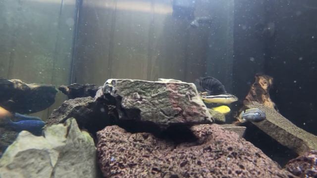 Аквариум. Вид изнутри. смотреть онлайн