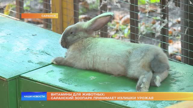 Витамины для животных: саранский зоопарк принимает излишки урожая