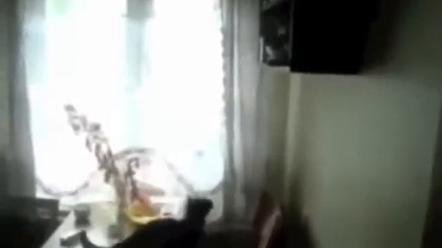 Неудачные прыжки котов смотреть онлайн