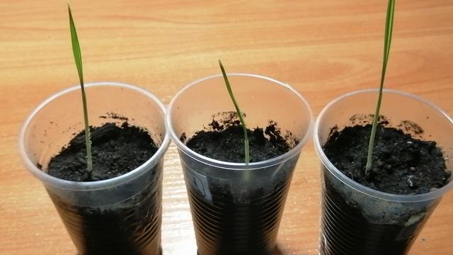 Выращивание пальмы Вашингтонии из семян. Что получилось? смотреть онлайн