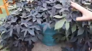 ОТ ЭТИХ ЦВЕТОВ ДУХ ЗАХВАТЫВАЕТ мой ЦВЕТНИК самые неприхотливые цветы и растения для сада и дома.mp4