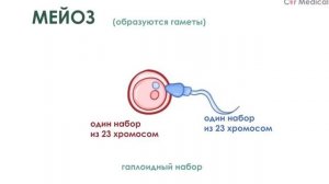 митоз и мейоз
