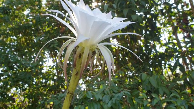Echinopsis Subdenudata Cactus in Single Bloom