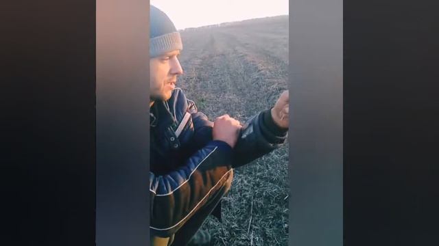 Выращивание однозубки  чеснока с возможной реализацией. смотреть онлайн