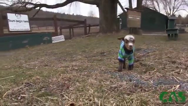 Невероятно милый козленок в свитере 3 смотреть онлайн