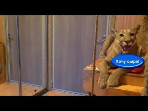 Как капризничает Месси. Пума которая много разговаривает с человеком.