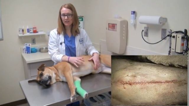 Post Operative Wound Care for Your Pet смотреть онлайн