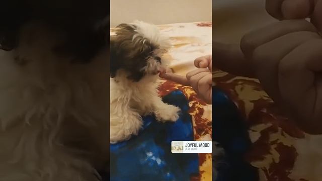 VITAMIN (our shih tzu) devouring some chicken liver paste смотреть онлайн