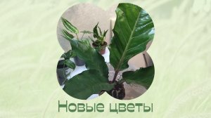 Цветы дома  Комнатные растения  Новинки