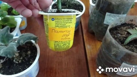 Комнатные цветы. Выставка комнатных цветов в нашем посёлке.