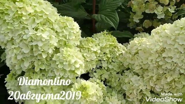 20августа2019 Высокорослая Метельчатая Гортензия Diamontino ,??✌️ смотреть онлайн
