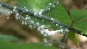 Aphid Dance