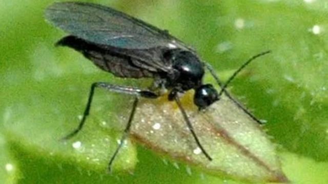 Как избавиться от цветочных мушек. смотреть онлайн