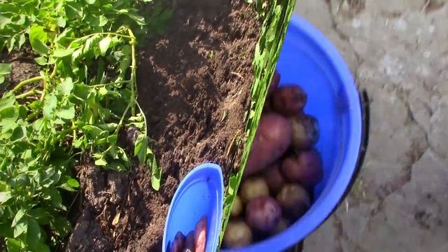 29_06_2021_Картофель сорт Роза,или Крымская роза.mp4