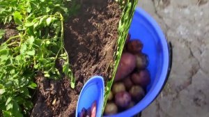 29_06_2021_Картофель сорт Роза,или Крымская роза.mp4