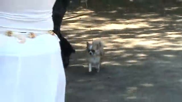 чихуахуа длинношерстная сука / июнь 2010 Луганск смотреть онлайн