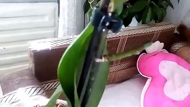 Орхидея фаленопсис , реанимашка. В коре с землей и древесным углем. смотреть онлайн