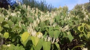 Рейнутрія, горець сахалінський, або гречка далекосхідна. Пізній медонос, злісний бур'ян.