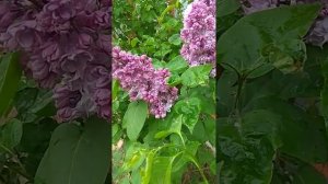 истинная "желтая" сирень Primerose