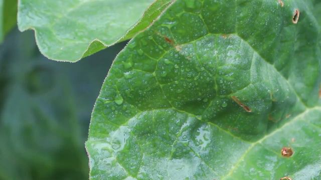 Ladybug Spiritual Meaning