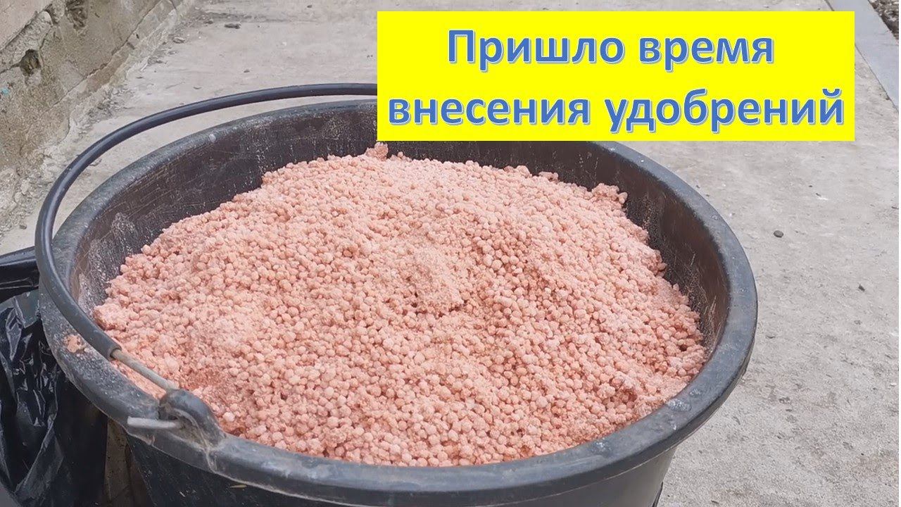 Вношу подкормку на виноградник. Нитроаммофоска