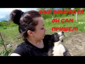 ПОДКИНУЛИ ЩЕНКА | пока была ОДНА НА ХУТОРЕ  #подкинулищенка #однанахуторе #щенок #дворняга
