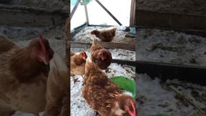 Обогрев летнего курятника инфракрасной лампой.