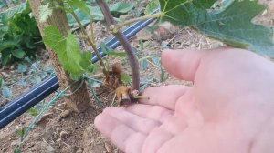 Работы на молодом Винограднике в июле. Часть 1