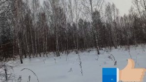 Неожиданная охота на тетерева(косача) зимой на лунках с подхода.Black grouse hunting in Siberia