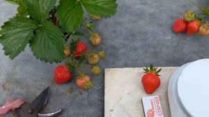 Моллинг столетие. Один из самых ранних и вкусных сортов клубники.